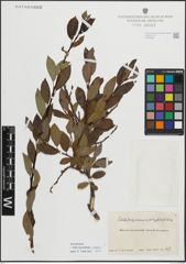Foto von Salix myrsinifolia Salisb. x Salix phylicifolia L.